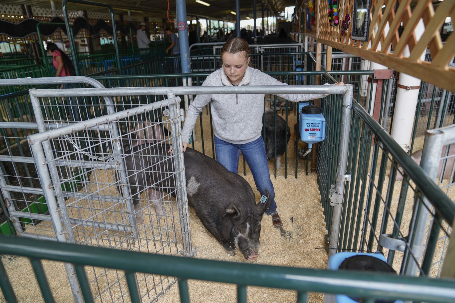 070719 Animals Arrive for Fair 12.jpg